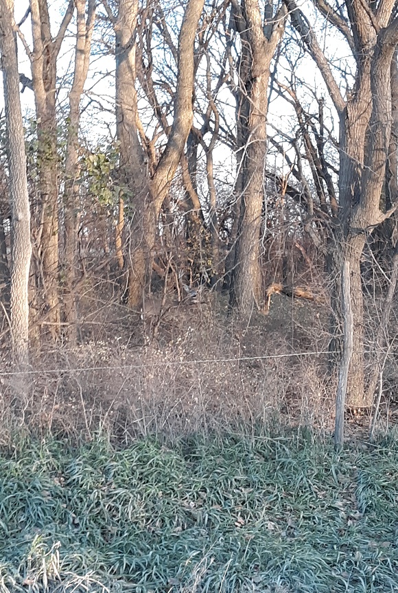 Buck west fence.jpg