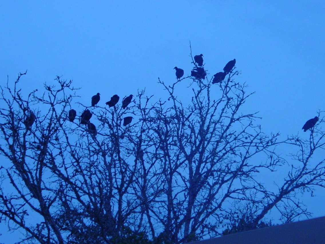 DSC02908 small.JPG