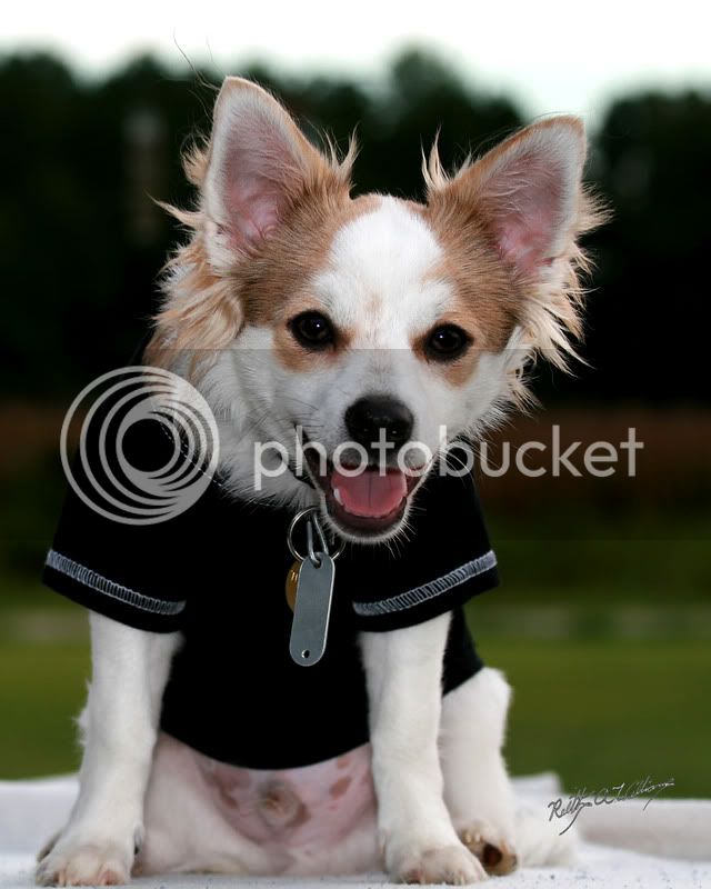 08Franpuppy-11.jpg