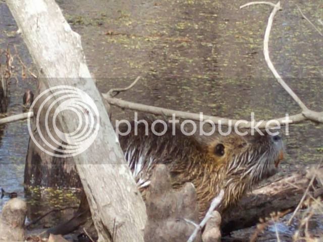 nutria.jpg