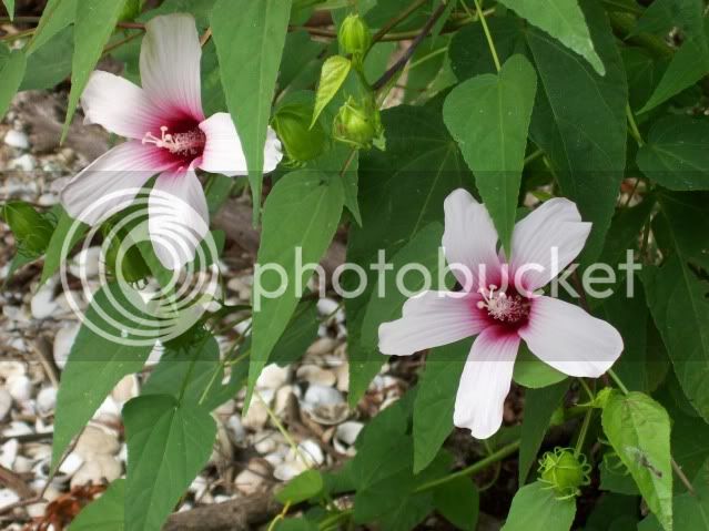 flowers.jpg