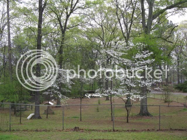 DogwoodsampCrawfishPaddle004_zpsa2a4bfc2.jpg