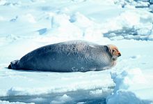 220px-Bearded_Seal.jpg