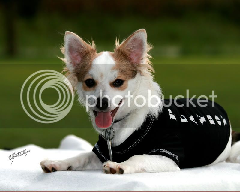 08Franpuppy-12.jpg