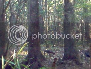 october242011boylesislandhuntingtrip24.jpg