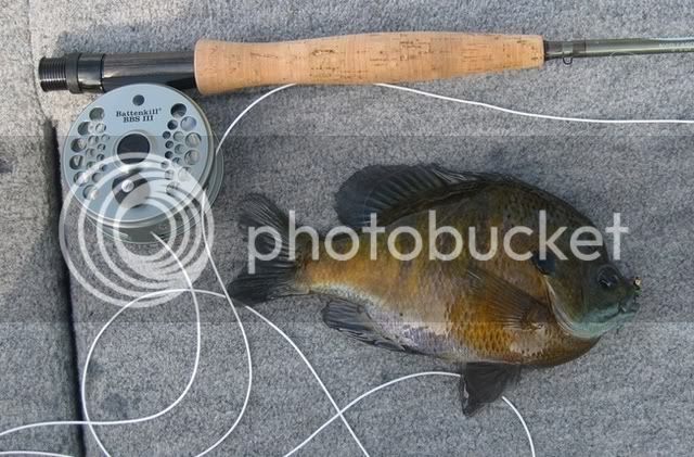 cropbluegill.jpg