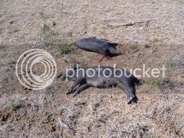 2008_0807Longreach0028.jpg