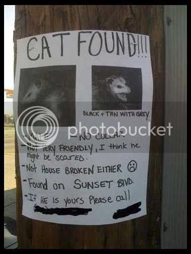 Lostcat.jpg