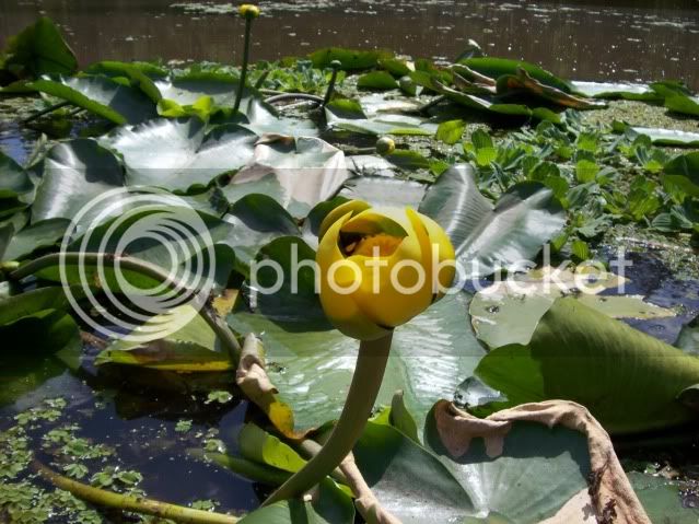 flower.jpg