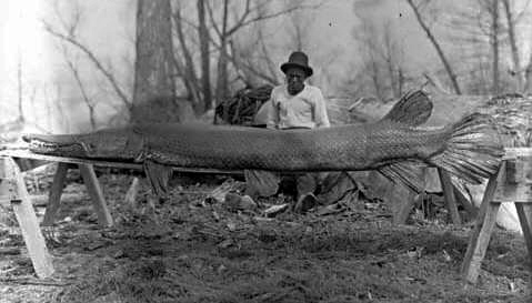 Alligator_gar.jpg