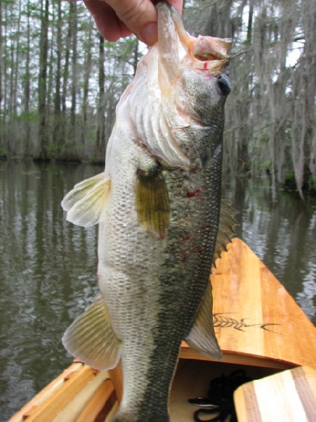 1249blacksbass-med.jpg