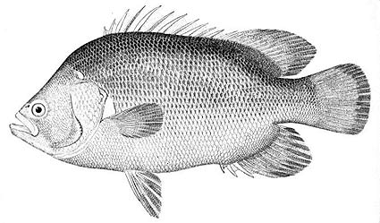 tripletail.jpg