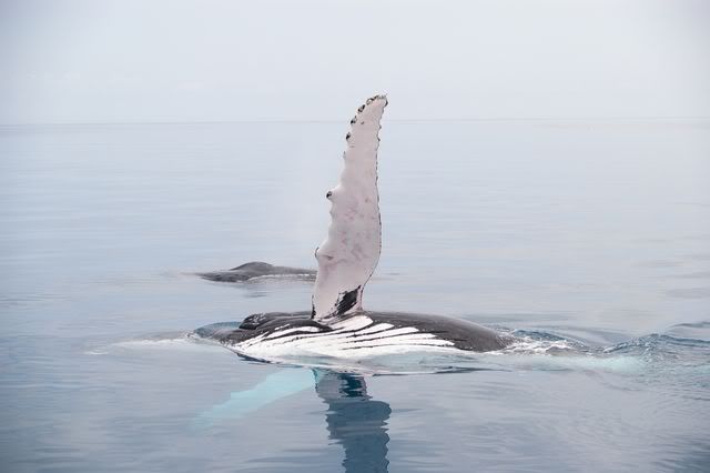 whalewatching109.jpg