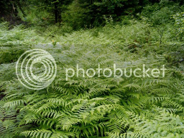 dscf0423.jpg