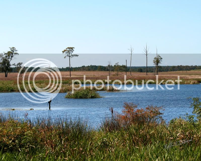 08FLLandscape-01.jpg