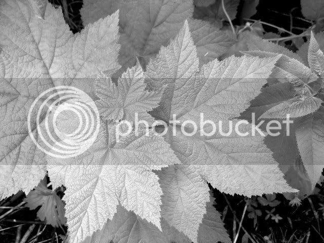 dscf0453.jpg