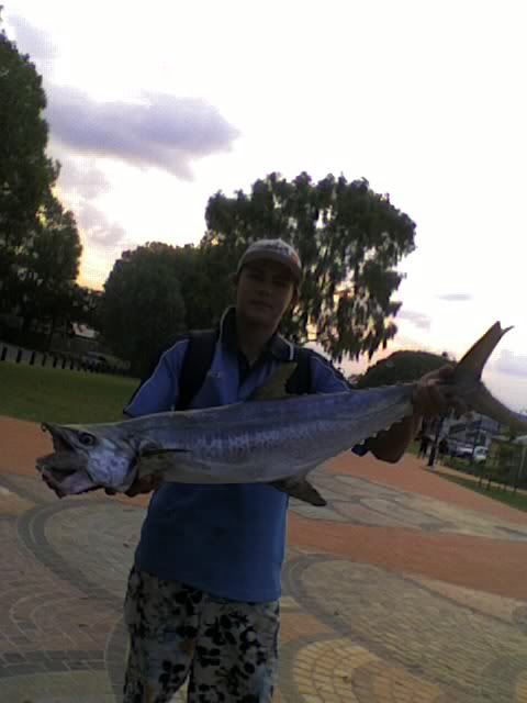 broadbarredmackeral.jpg
