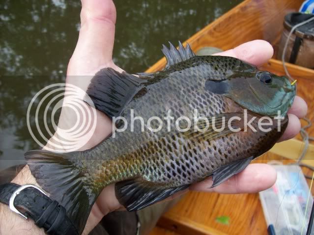 bluegill.jpg