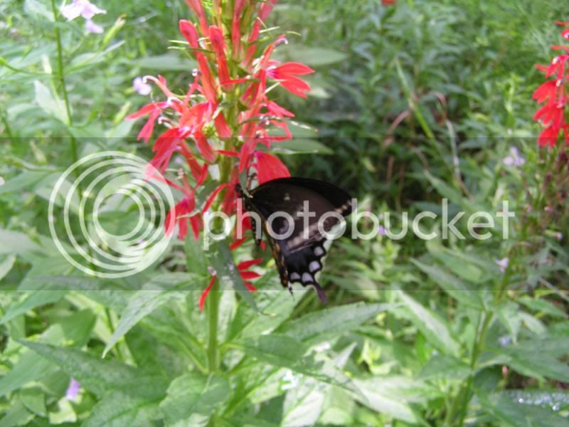 PICT0004.jpg