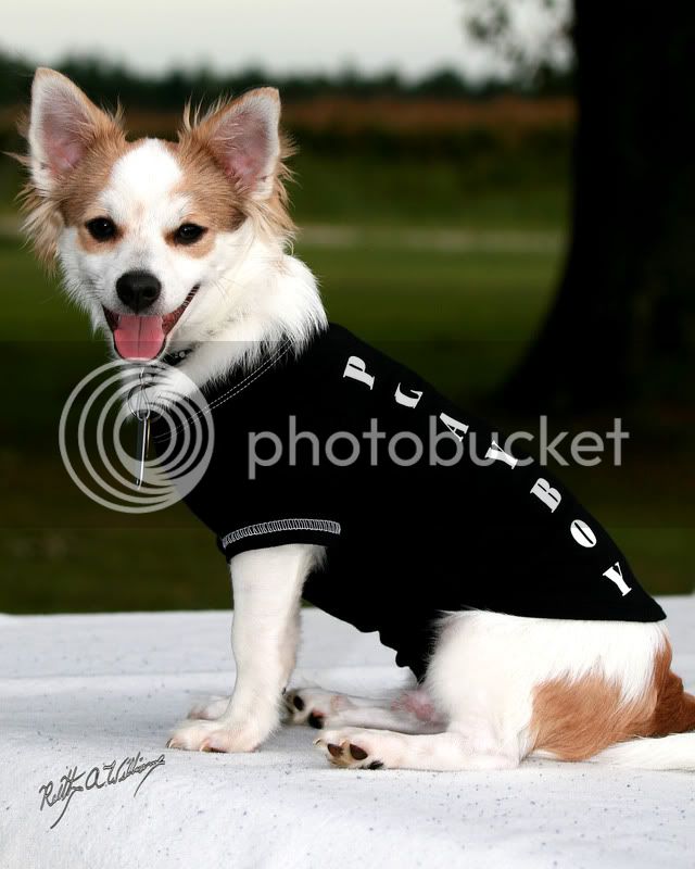 08Franpuppy-13.jpg