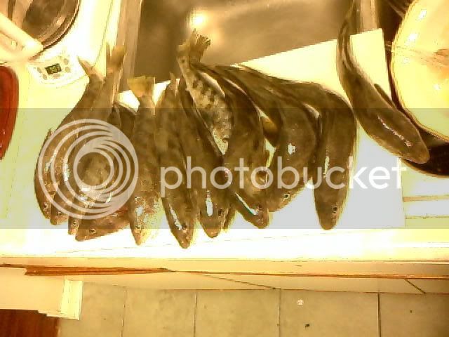 whiting102409.jpg
