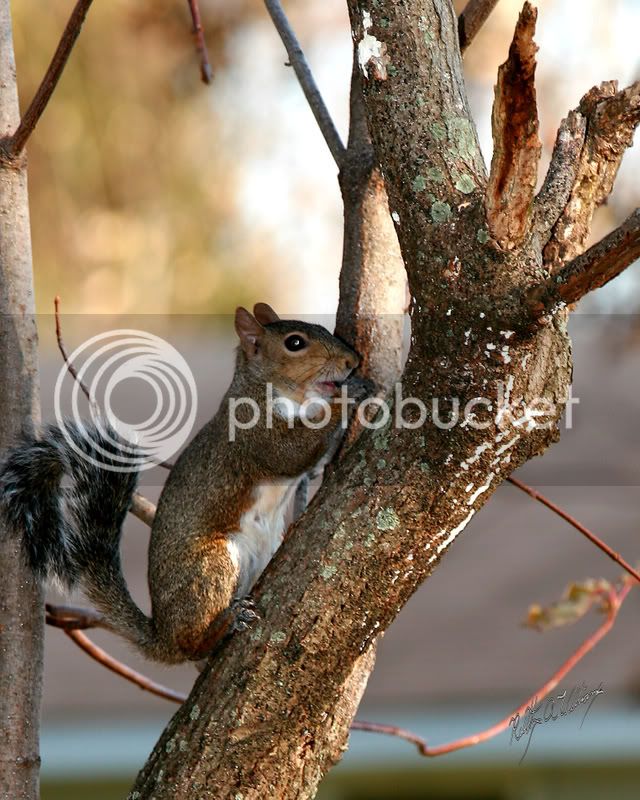 08Squirrel-02.jpg