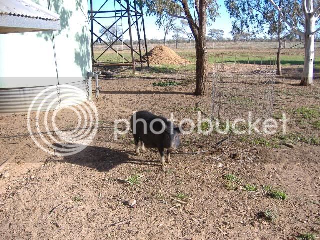 2008_0807Longreach0014.jpg