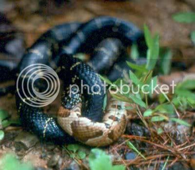 kingsnake-copperhead.jpg
