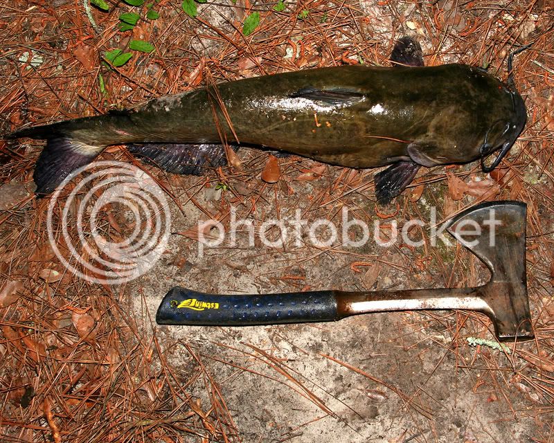 08Catfish-01.jpg