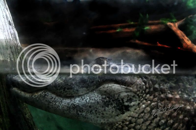 Gator-01.jpg